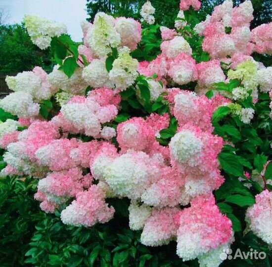 Гортензия Ванила фрайз