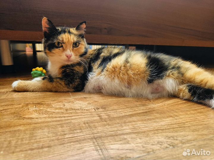 Кошка Майя ищет дом