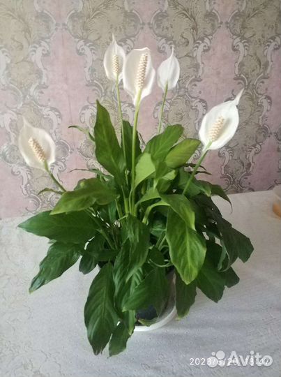 Спатифиллум