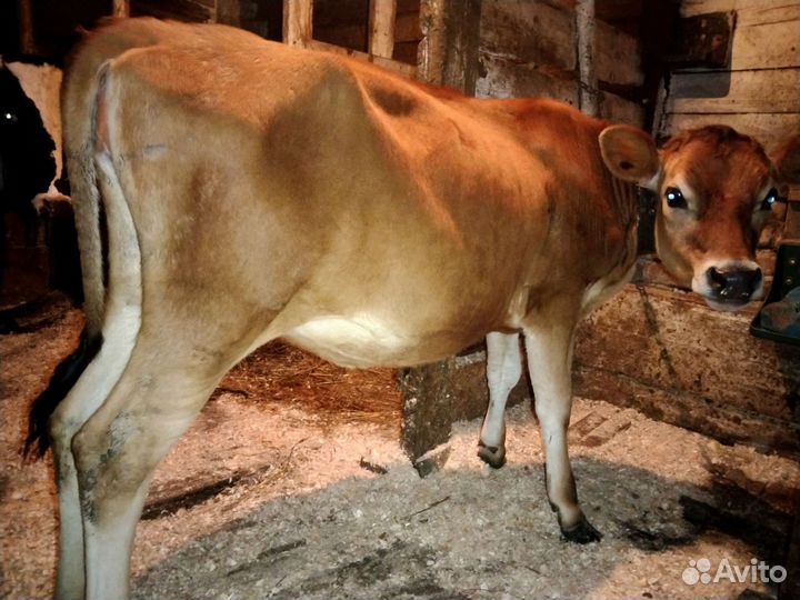 Домашний творог