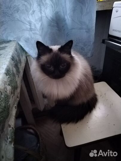 Кошка в дар бесплатно