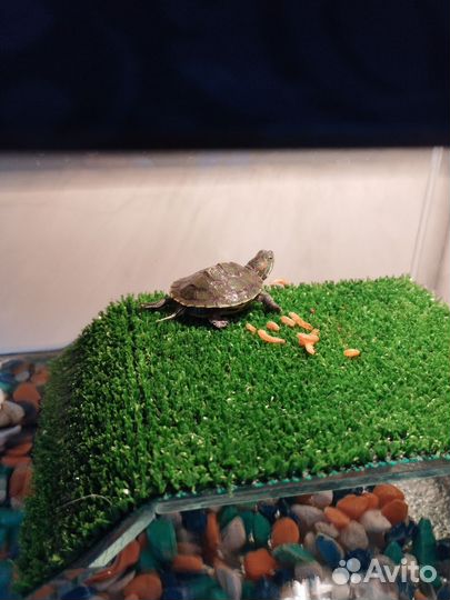 Красноухая черепаха