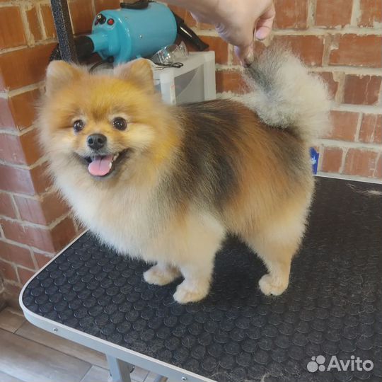 Стрижка животных