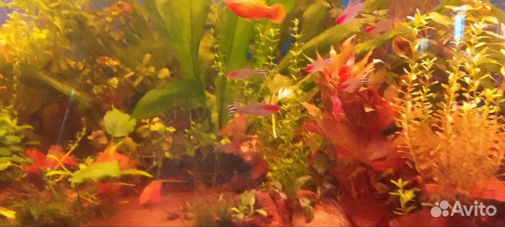 Аквариумные растения