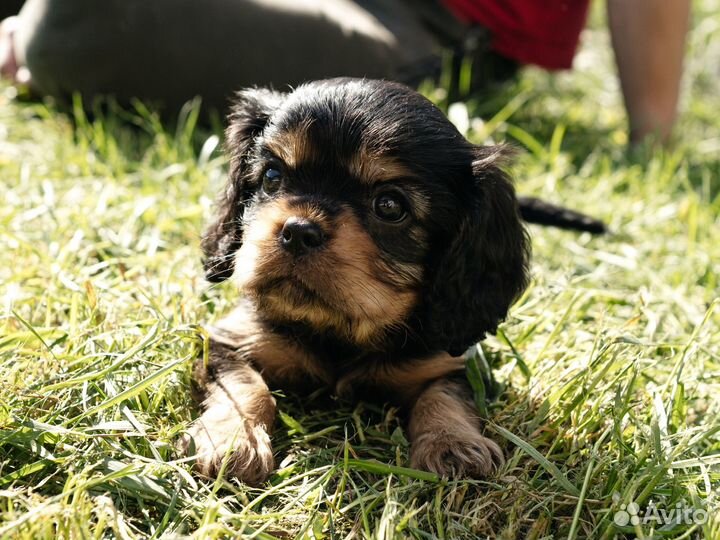 Кавалер кинг чарльз