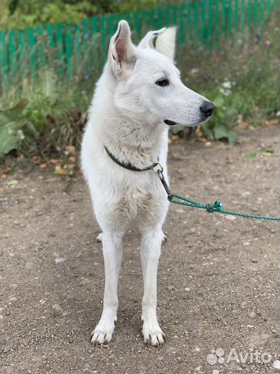 Швейцарская овчарка