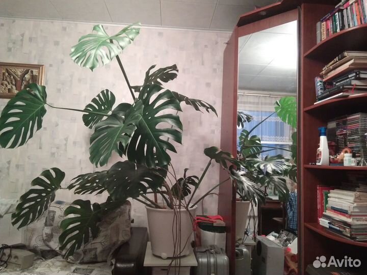 Монстера большая (Monstera), растение