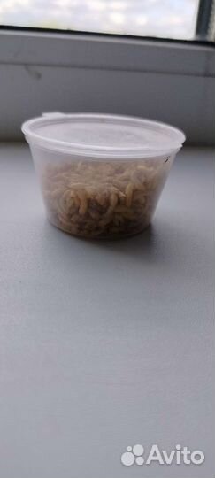 Корм для черепах