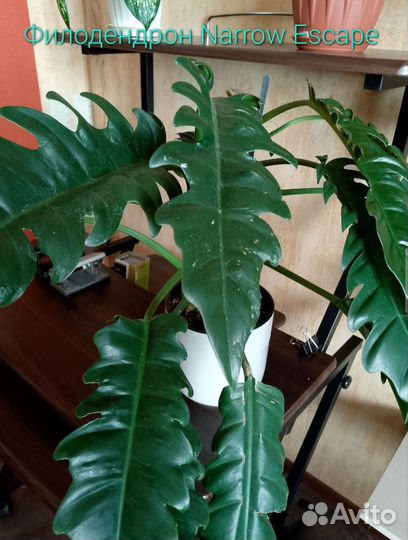 Филодендрон Narrow Escape