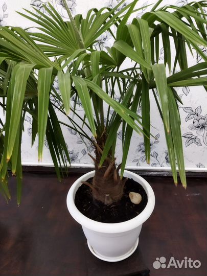 Пальма хамеропс