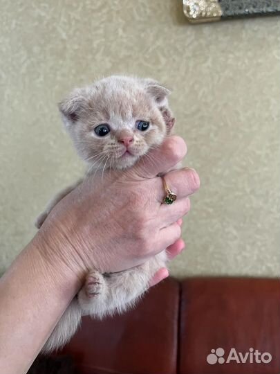 Котята Шотландские