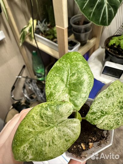 Алоказия одора батик