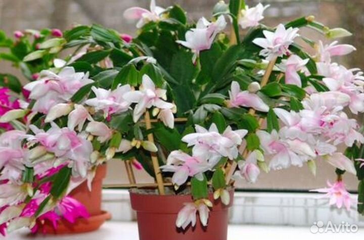 Декабрист шлюмбергера белый с розовым