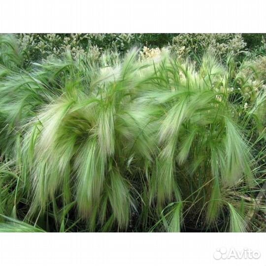 Злак ячмень гривастый