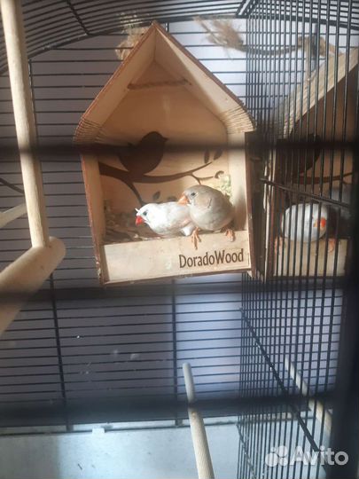 Зебровые амадины, семья (2 птицы)