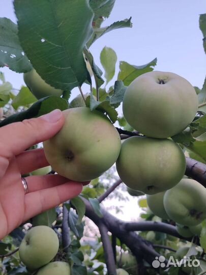 Яблоки сок яблочный