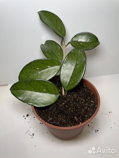 Хойя восковой плющ