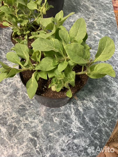 Рассада петунии тайдал