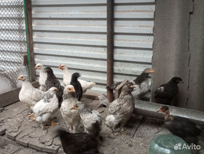 Цыплята несушки подрощенные