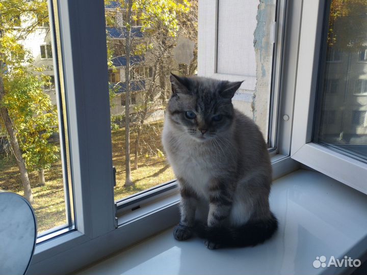 Тайская кошечка