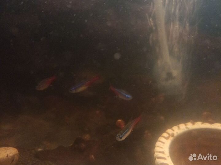 Неон голубой