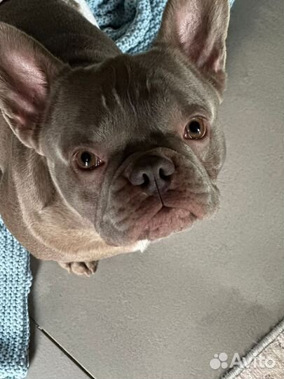 Французский бульдог