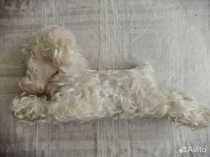 Собака кудрявая СССР