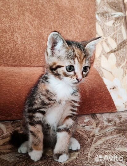 Котенок в добрые руки