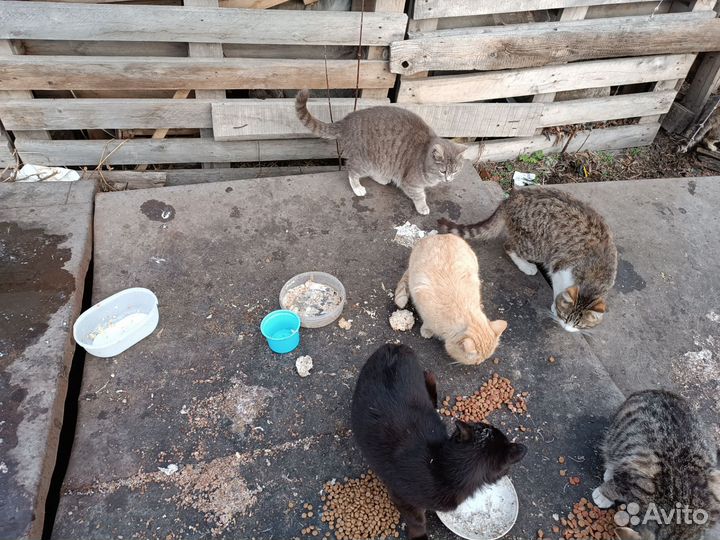 Котики и кошки в дар