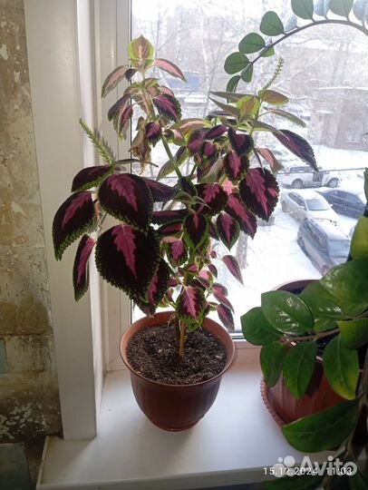 Цветы домашние в горшках