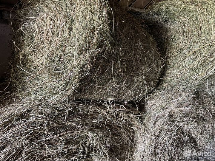 Продам сено в рулонах 2023