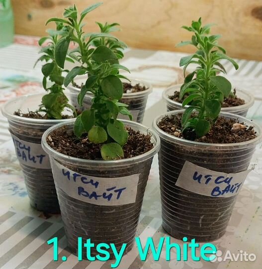 Вегетативная петуния