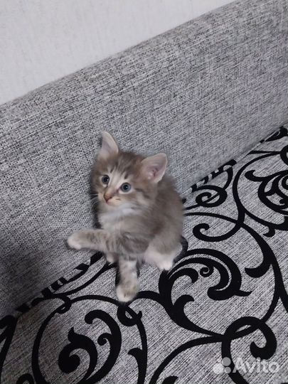 Котятки в добрые руки
