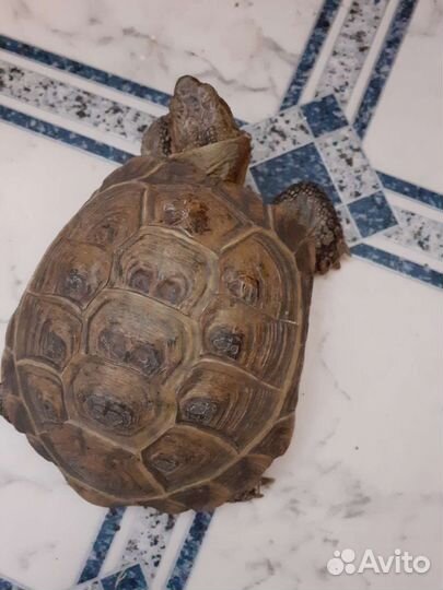 Черепаха сухопутная