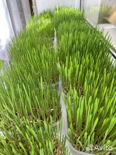 Трава для кошек