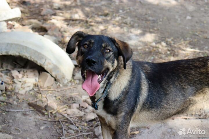 Крупная собака