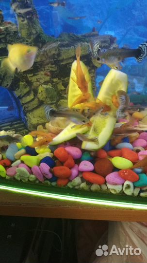 Продам сомиков супер ред, ждем когда подрастут