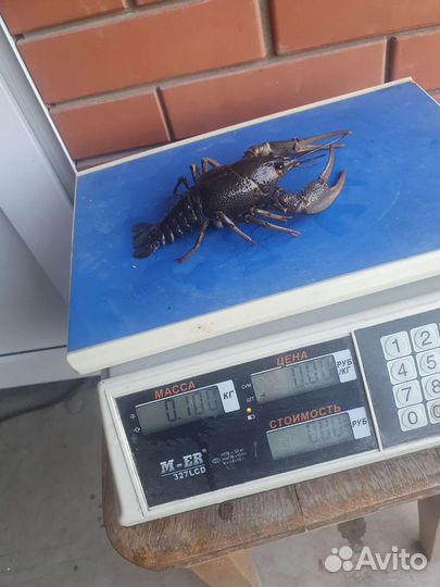 Живые Раки, Опт, Розница