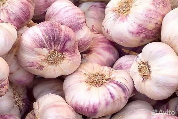 Чеснок Богатырь