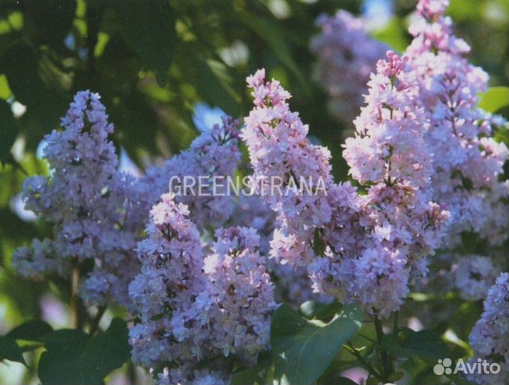 Сирень обыкновенная Генерал Першинг