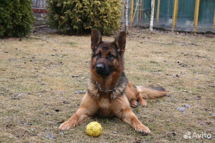 Дрессировка. Набор новой группы по окд на октябрь