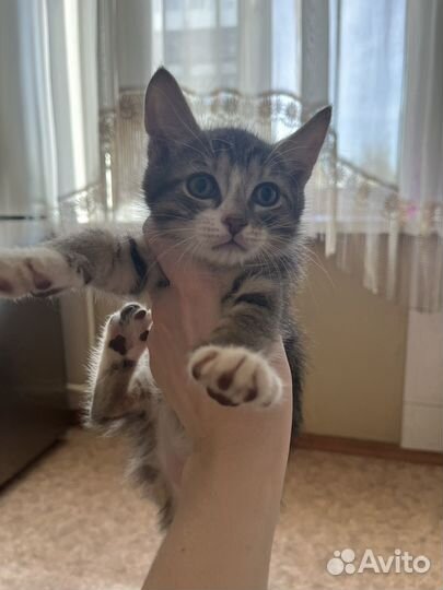 Котенок в добрые руки