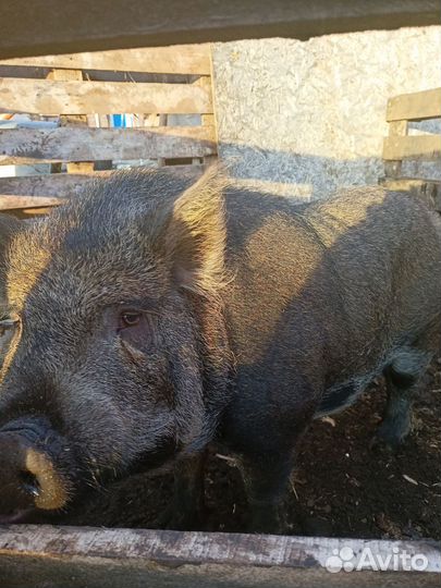 Вьетнамский хряк