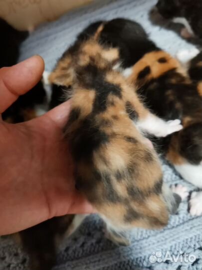 Кошки курильский бобтейл