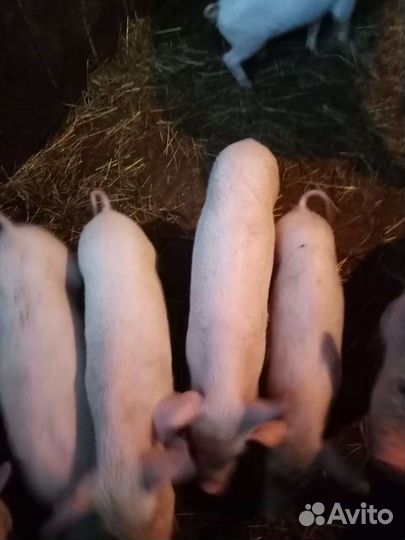 Молочные поросята