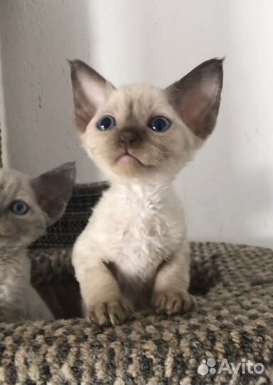 Котята девон-рекс