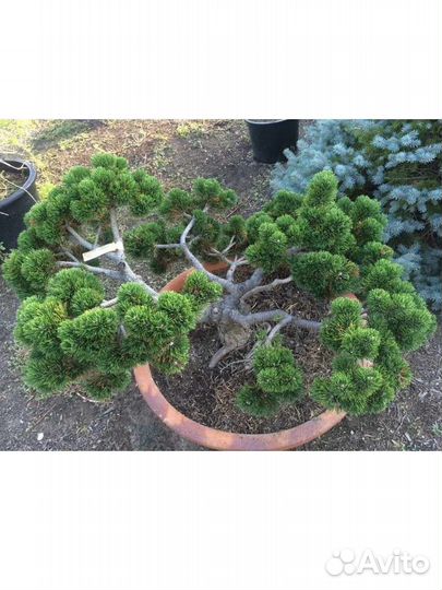 Сосна Якобсен