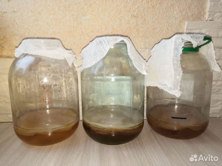 Чайный гриб комбуча