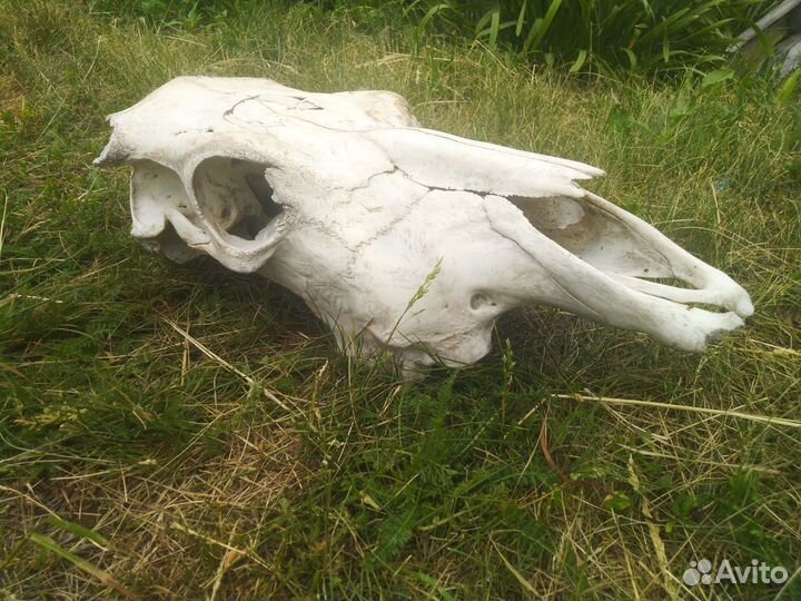Череп коровы