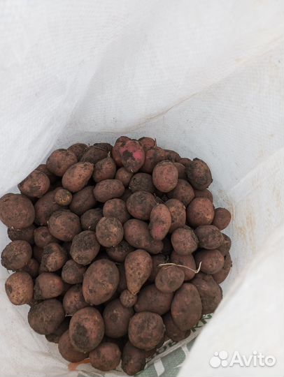 Картошка продажа
